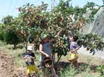 מלוא הטנא